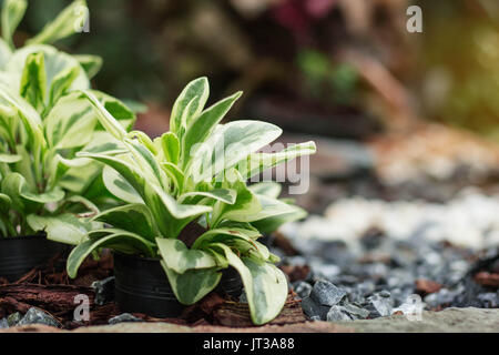 Les plantes ornementales en serre sur les casseroles. Banque D'Images