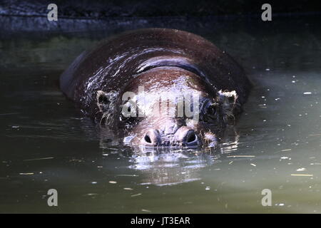 Hippopotame pygmée de l'Afrique de l'Ouest (Hexaprotodon liberiensis Choeropsis liberiensis), Banque D'Images