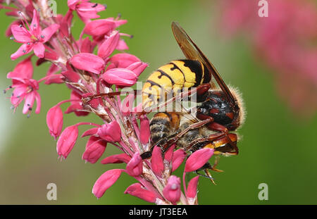 Guêpe frelon européen (Vespa crabro) avec les proies, probablement un drone fly (Eristalis tenax). Perché sur une fleur rouge. Banque D'Images