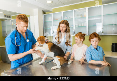 L'examen vétérinaire chien beagle à la clinique, les propriétaires d'animaux de compagnie debout près de Banque D'Images