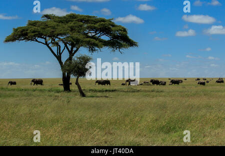 Un troupeau d'éléphants qui paissent dans les prairies du Serengeti Banque D'Images