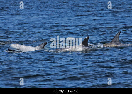 Dauphin de Risso (Grampus griseus) socializing at Monterey Bay Banque D'Images