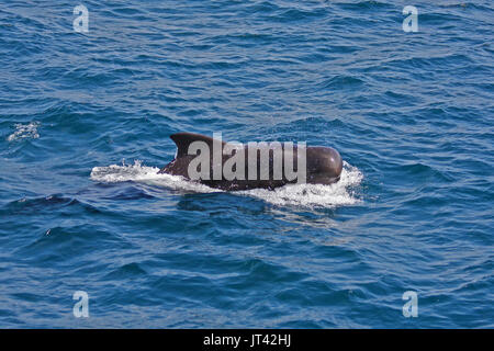 Le globicéphale noir (Globicephala macrorhynchus) se rapproche de l'observation des dauphins en bateau aux Maldives Banque D'Images