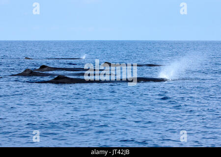 Le cachalot (Physeter macrocephalus) exploitation forestière sur la surface au large de Trincomalee, la côte est du Sri Lanka Banque D'Images