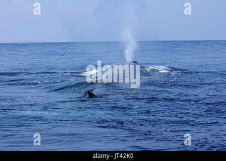 Rorqual bleu pygmée ou Indien grand rorqual bleu (Balaenoptera musculus) indica au large de Trincomalee, à venir jusqu'à prendre une respiration juste à côté de la voile Banque D'Images