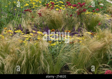 La plantation des prairies pour illustrer les dérives de couleur. La plantation est très hypnotique avec le mouvement causé par le vent. Banque D'Images