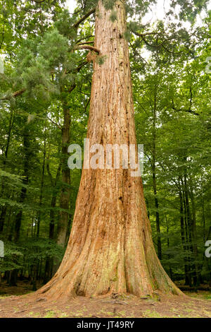 De couleur orange géant tronc de l'arbre d'un arbre Séquoia (Redwood tree) qui fait partie des grands arbres Sentier dans le parc national New Forest, England, UK Banque D'Images
