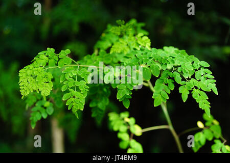 Drumstick herb arbre ou arbre Malunggay Banque D'Images