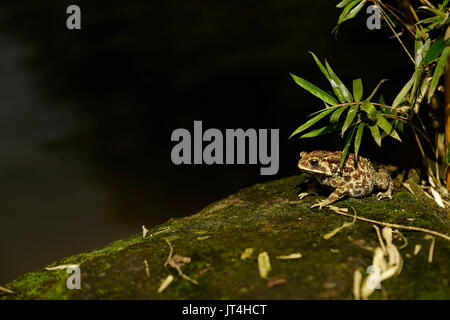 Fat frog brun assis au coin d'un lac sur un rocher avec mousse verte sous les feuilles pendant la journée. Banque D'Images