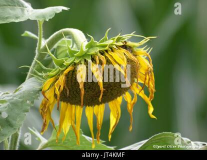 Grande tête de tournesol jaune tombantes Banque D'Images