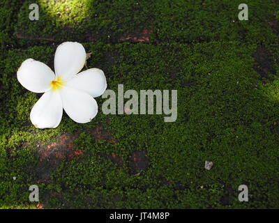 Un livre blanc sur le Plumeria flower sol humides couverts avec le tapis de mousses vert Banque D'Images