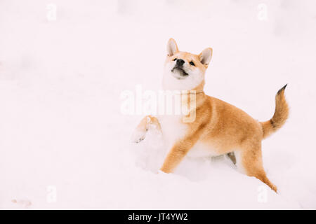 Les jeunes Japonais Petite taille Shiba Inu chien jouer dehors dans la neige, neige d'hiver ensoleillée à jour. L'espace de copie, Copyspace. Banque D'Images