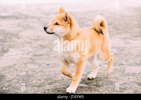 Les jeunes Japonais Petite taille Shiba Inu chien jouer à l'extérieur Journée d'hiver. Banque D'Images