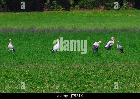 Cigognes blanches dans un champ, Riehen, Suisse. Banque D'Images