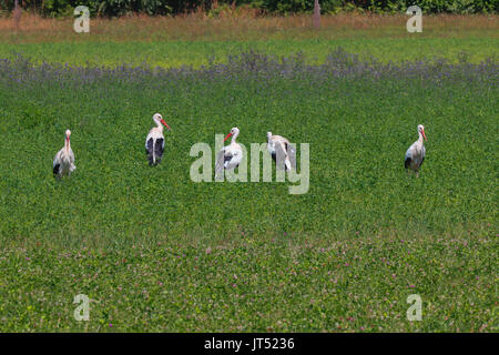 Cigognes blanches dans un champ, Riehen, Suisse. Banque D'Images