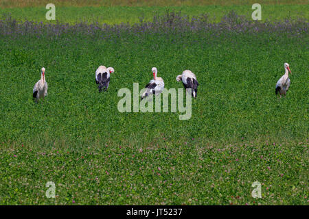 Cigognes blanches dans un champ, Riehen, Suisse. Banque D'Images