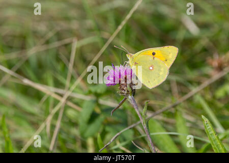 Colias croceus jaune assombrie ou butterfly au format paysage avec copie espace sur thistle flower head se nourrissant de teur. Banque D'Images