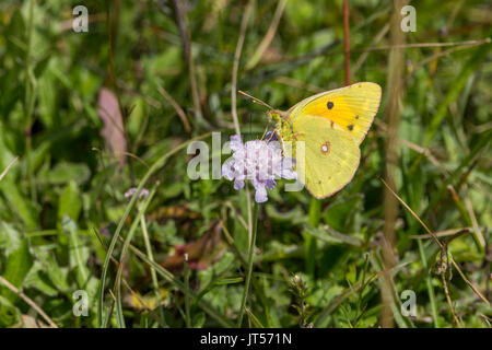 Colias croceus jaune assombrie ou butterfly au format paysage avec copie espace sur plante pourpre se nourrissant de necteur Banque D'Images