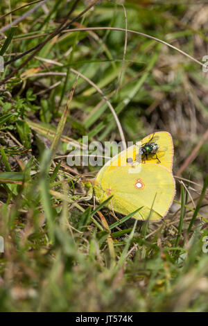 Colias croceus jaune assombrie ou en format portrait papillon avec copie espace sur herbe avec bouteille verte fly se sont installés sur l'aile. Banque D'Images