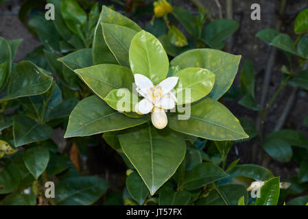Citrus maxima Banque D'Images