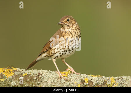 Une magnifique chanson (Turdus philomelos) perché sur une branche couverte de lichen. Banque D'Images