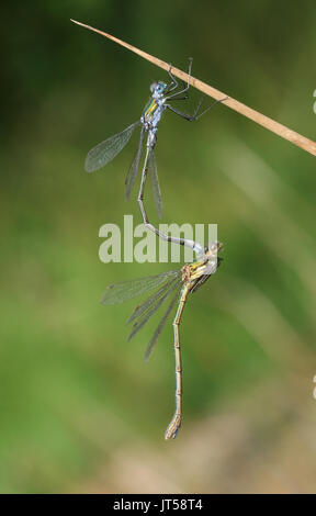 Une paire de belle demoiselle d'Émeraude (Lestes sponsa) perché sur la tige d'un roseau. Banque D'Images