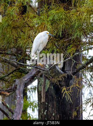 Une Aigrette neigeuse Egretta, THULE, perché dans un arbre, dans le nord-ouest de la Louisiane. Banque D'Images