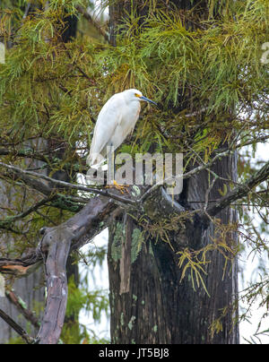 Une Aigrette neigeuse Egretta, THULE, perché dans un arbre, dans le nord-ouest de la Louisiane. Banque D'Images