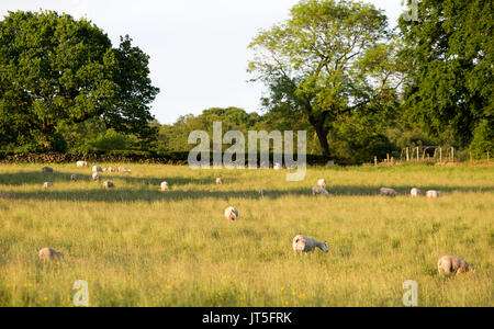 Des moutons paissant dans un champ d'herbe dans soleil du soir Banque D'Images