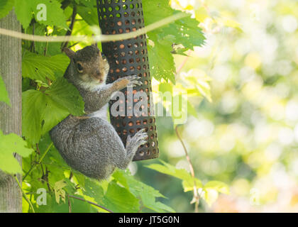 L'écureuil gris Sciurus carolinensis sur jardin mangeoire sans queue Banque D'Images