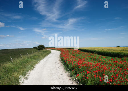 La floraison des coquelicots sauvages le long de South Downs Way West Sussex Banque D'Images