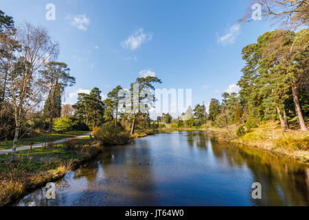 Pins et arbres au bord du lac à Marshall Bedgebury Pinetum National, Bedgebury, Kent au sud-est de l'Angleterre sur une journée de printemps ensoleillée avec ciel bleu Banque D'Images