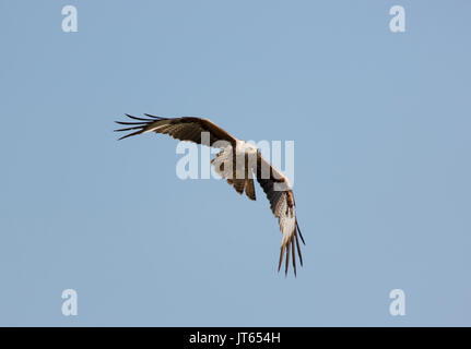 Affichage de l'antenne si Red Kite Banque D'Images