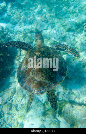 La tortue imbriquée (Eretmochelys imbricata), Gangehi Island, Ari Atoll, Maldives, océan Indien Banque D'Images