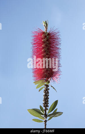 Bottlebrush Callistemon citrinus (écarlate), Corfou, Grèce Banque D'Images