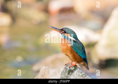 Kingfisher (Alcedo atthis) sur pierre, Hesse, Allemagne Banque D'Images