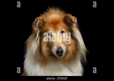 Shetland Sheepdog dog sur fond noir Banque D'Images