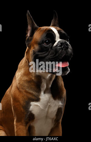 Boxer dog isolé sur fond noir Banque D'Images