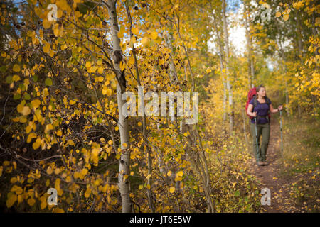 Une femelle backpacker bénéficie du paysage le long d'un sentier de trembles qui ont viré au jaune pendant la saison d'automne. Banque D'Images