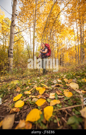 Une femelle backpacker bénéficie du paysage le long d'un sentier de trembles qui ont viré au jaune pendant la saison d'automne. Banque D'Images
