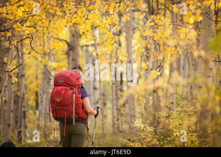 Une femelle backpacker bénéficie du paysage le long d'un sentier de trembles qui ont viré au jaune pendant la saison d'automne. Banque D'Images