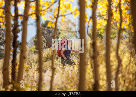 Une femelle backpacker bénéficie du paysage le long d'un sentier de trembles qui ont viré au jaune pendant la saison d'automne. Banque D'Images