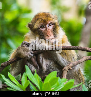 Un adulte macaque de Barbarie est assis en équilibre précaire sur une branche d'une forêt dans le Staffordshire, en Angleterre. Banque D'Images