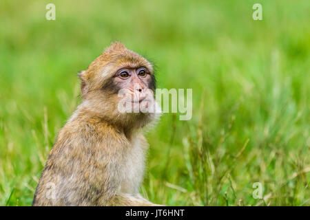 Un bébé macaque de Barbarie avec sa bouche pleine de raisins est assis dans l'herbe longue dans une forêt dans le Staffordshire, en Angleterre. Banque D'Images