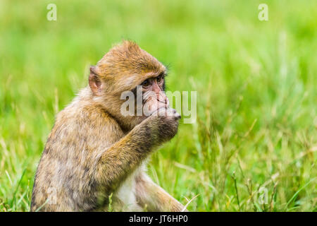 Un macaque de Barbarie prend les raisins de sa part car elle se situe dans les hautes herbes dans une forêt dans le Staffordshire, en Angleterre. Banque D'Images