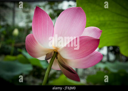 Floraison d'été Lillies Banque D'Images