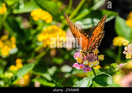 Gulf Fritillary butterfly, Agraulis vanillae, se nourrissant de Lantana camara en Oklahoma, USA Banque D'Images