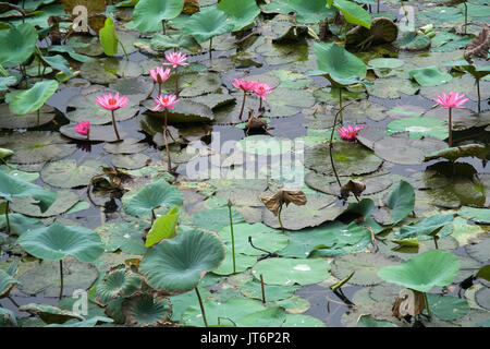 Grappe de Lotus rose au milieu des feuilles flottantes dans un étang de lotus Banque D'Images