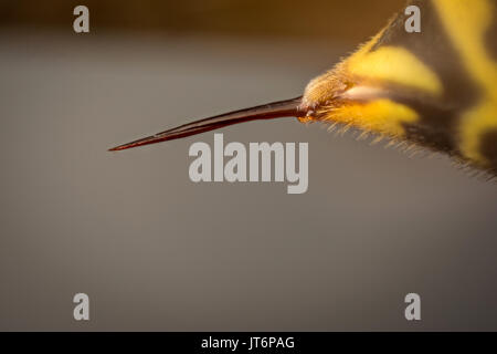 Piqûre de guêpe (Vespa vulgaris) photographie micro Banque D'Images