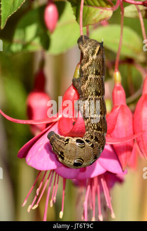 La chenille de Moth Hawk d'Elephant (Deilephila elpenor) se nourrissant d'une plante de fuchsia, montrant des points d'œil défensifs Banque D'Images